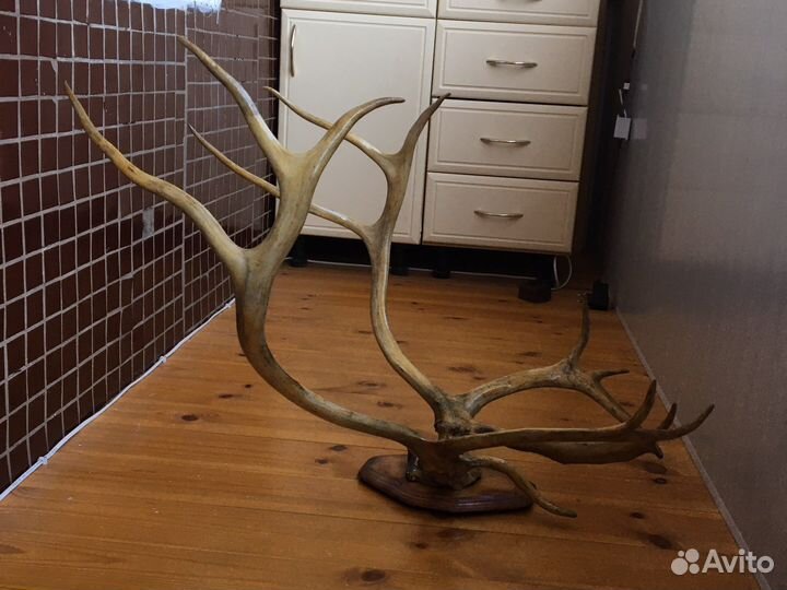 Продам рога оленя