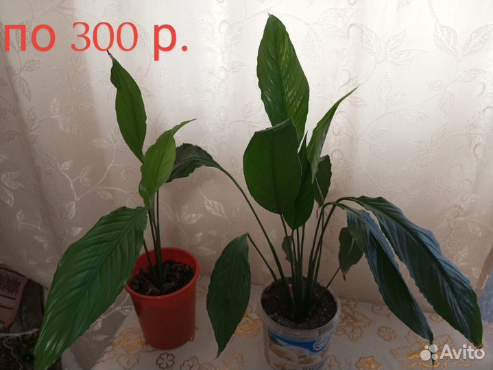 Комнатные цветы