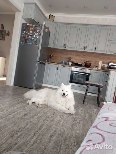 Вязка самоед