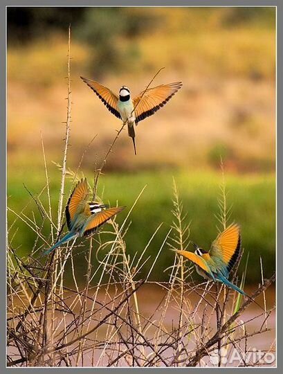 Canon в коробке EOS 10D в отличном состоянии