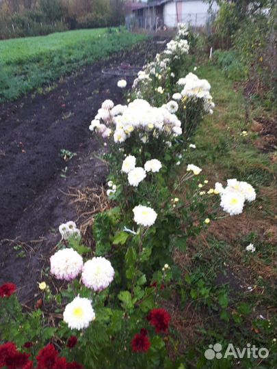 Хризантемы