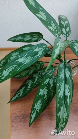 Комнатные растения. Аглаонема Трейба