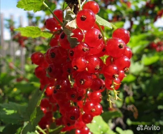Черная смородина, красная смородина