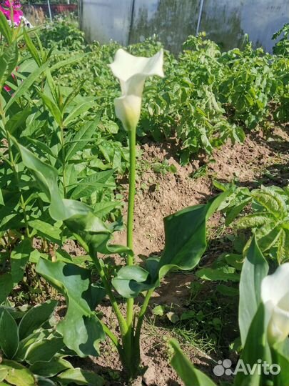 Луковицы каллы