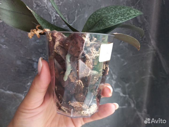 Орхидея арома scention