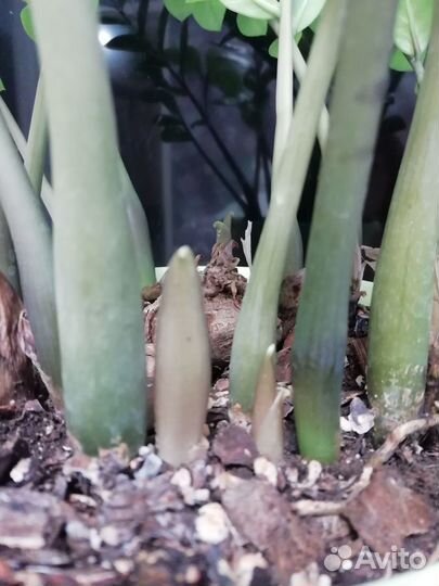 Замиокулькас