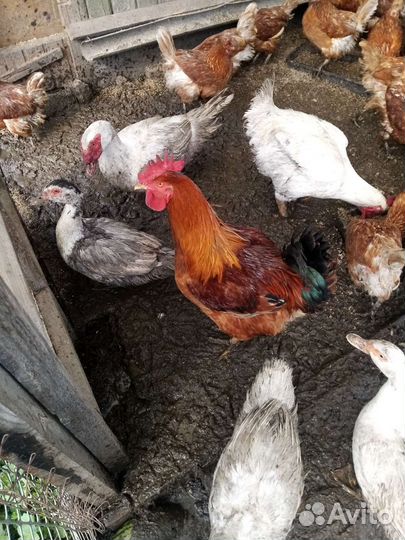 Индоутята, муларды