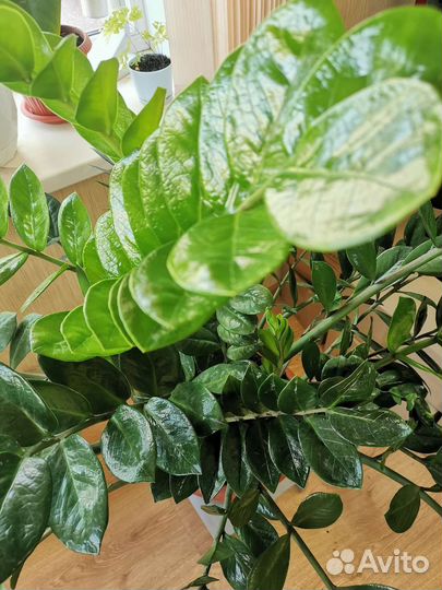 Замиокулькас