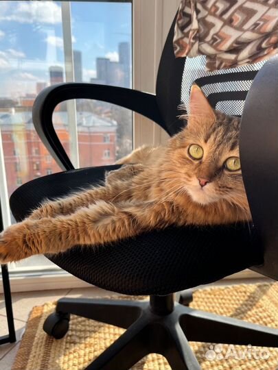 Кошке нужна помощь и новый дом