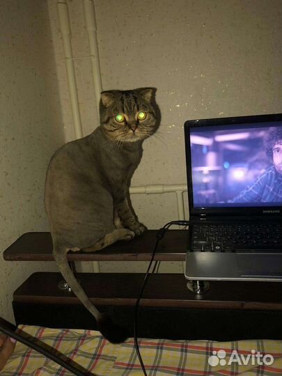 Стрижка кошек