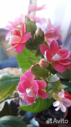 Каланхое цветущее