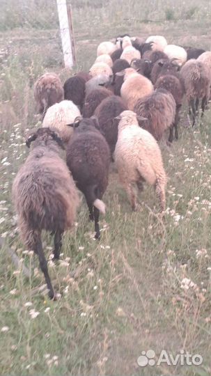 Овцы