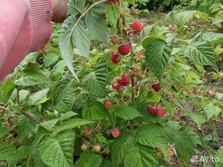 Клубника и малина, ремонтантные сорта