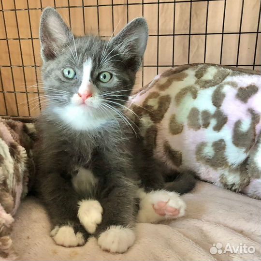 Серо белые котята в добрые руки