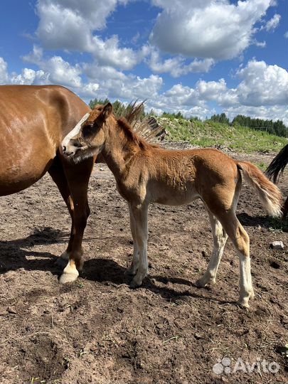 Жеребята (раннее бронирование)