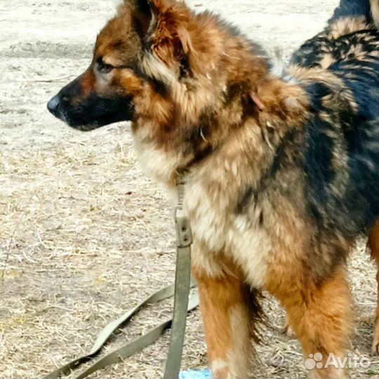 В добрые руки бесплатно