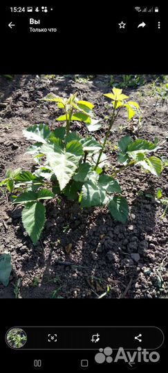 Саженцы ежевики