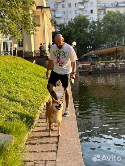 Аренда собаки Сиба Ину