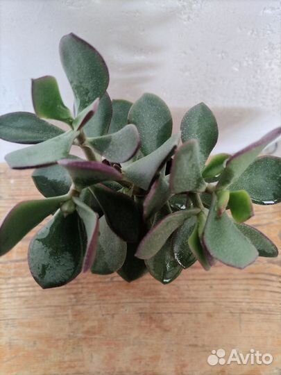 Денежное дерево (Толстянка)