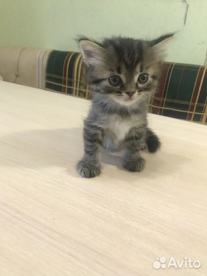 Отдам в добрые руки