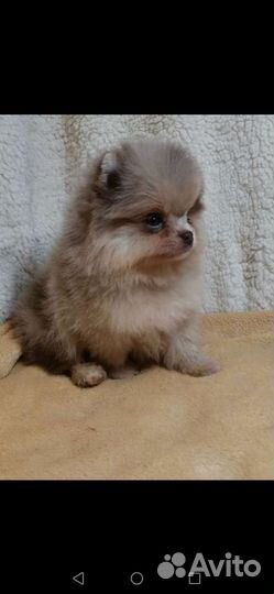 Пом детишки, мохнатые мишки