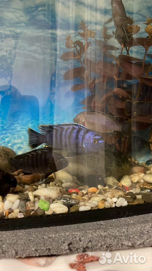 Псевдотрофеус элонгатус мпанга (цихлиды)