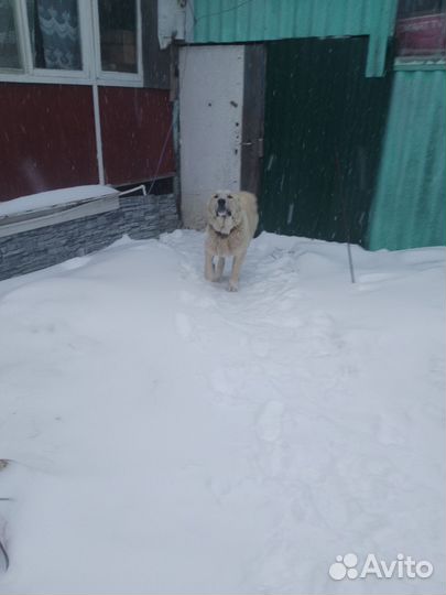 Алабай мальчик 2.5 клеймо документы пишите смс