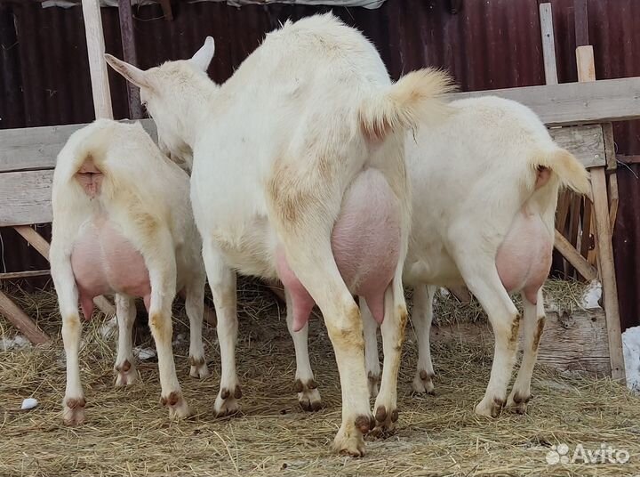 Чистопородные зааненские дойные козы