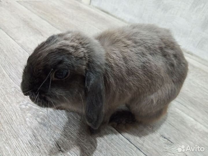 Вязка карликовый выслоухий баран, крольчиха