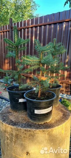 Ель колючая Глаука с3 30-50см