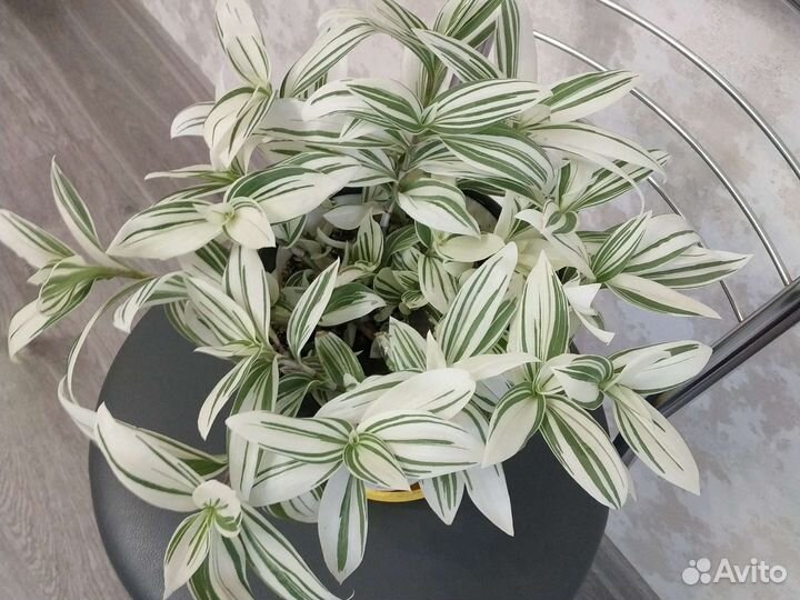 Традесканция