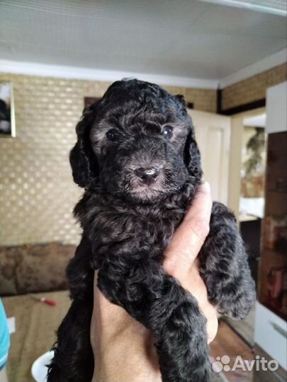 Щенки карликового пуделя