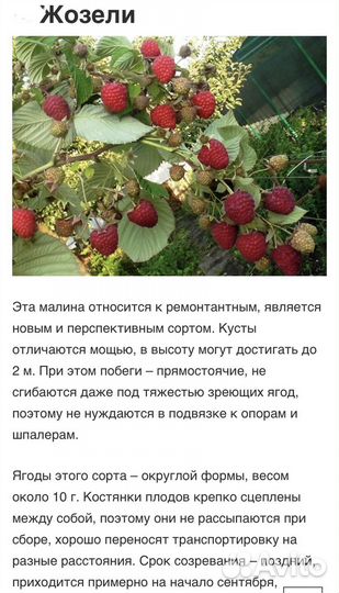 Саженцы малины
