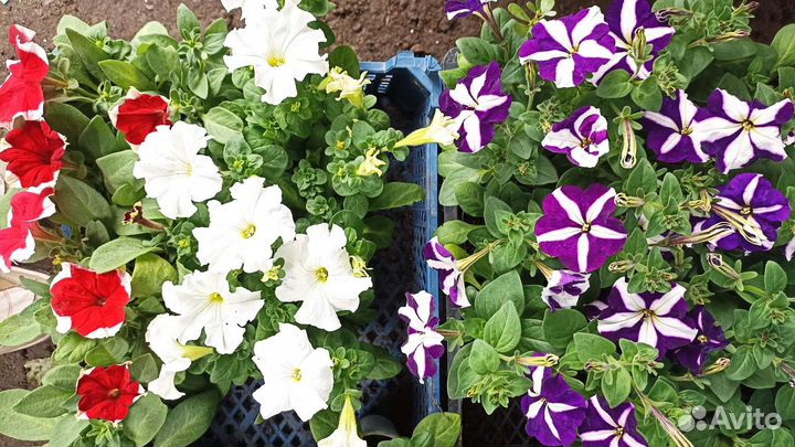 Рассада петуньи в ассортименте