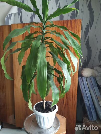 Комнатные растения