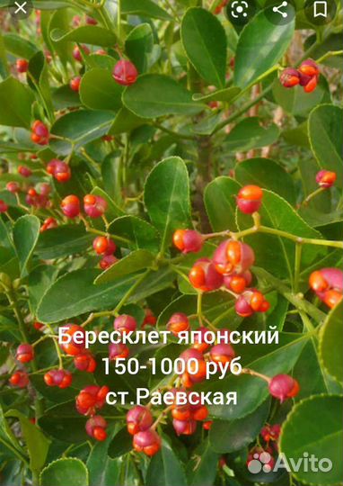 Вечнозеленые садовые растения