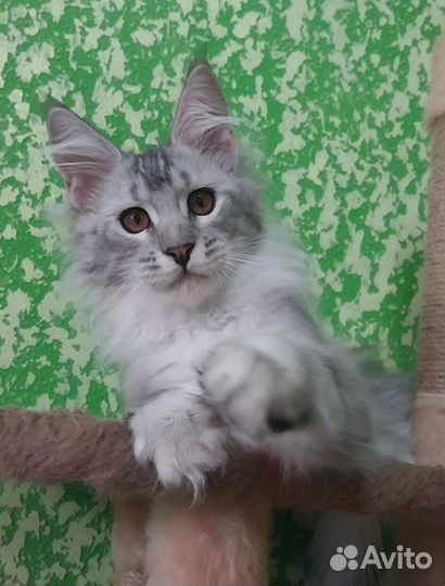 Котята мейн-кун