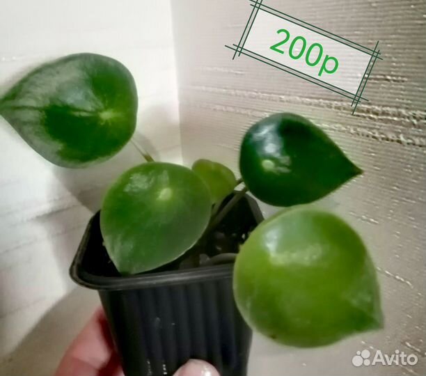 Комнатные цветы 1