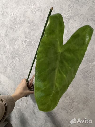 Алоказии (разные)