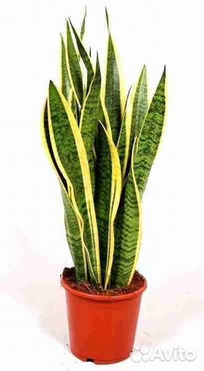 Сансевиерия лауренти