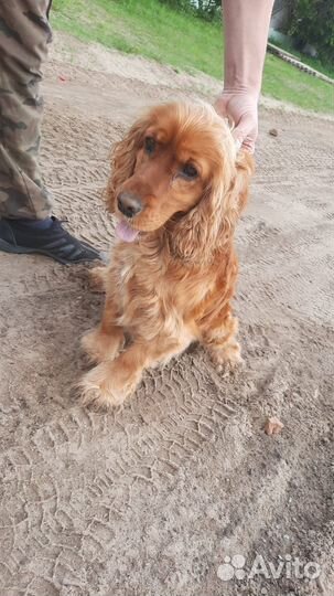 Кокер спаниель