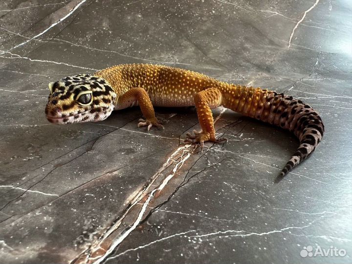 Эублефар Black Night самка