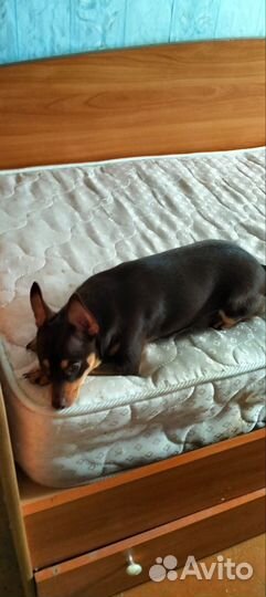 Маленькая собака в добрые руки бесплатно