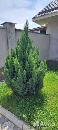 Можжевельник