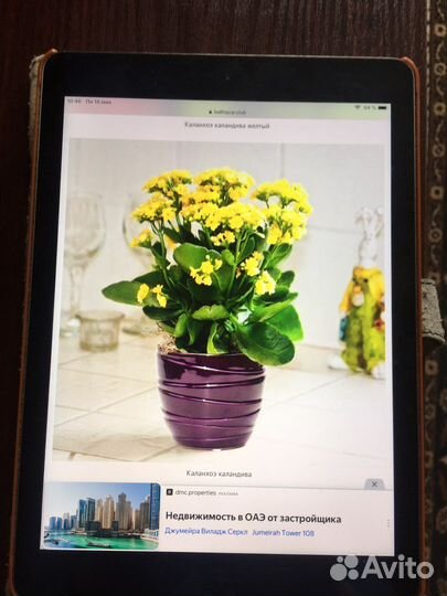 Цветы комнатные