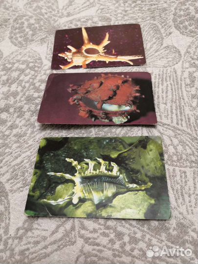 Календарики животные, кошки, собаки, медведь, цирк