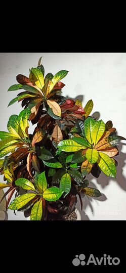 Кротон миссис айстон