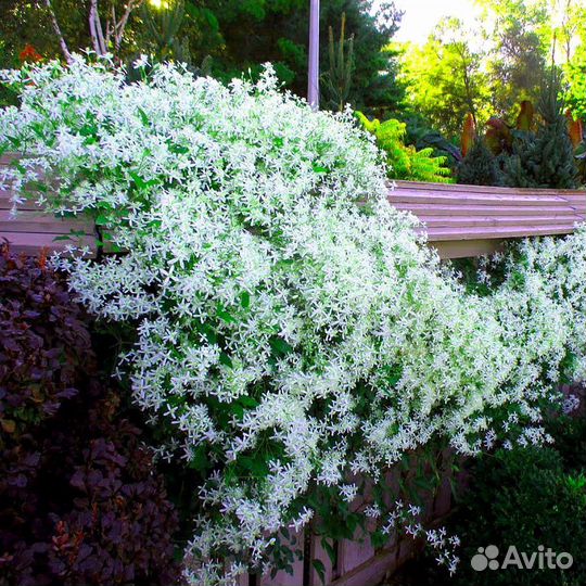 Клематис белый манчижурский