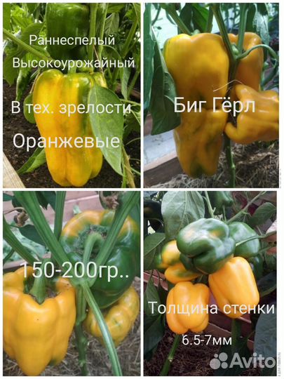 Семена перца