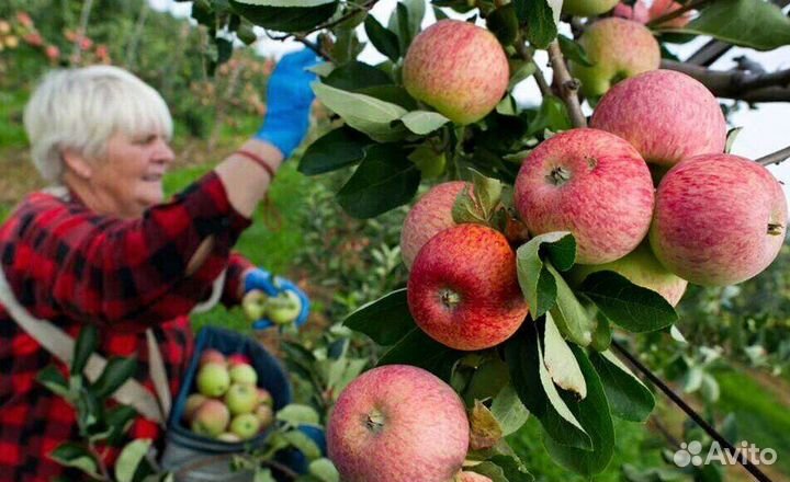 Сборщик яблок на сезон